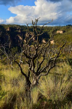 Mavi Dağlar 'daki Dar Boyun' da yenilenen bitki örtüsünde yanmış bir ağaç manzarası.