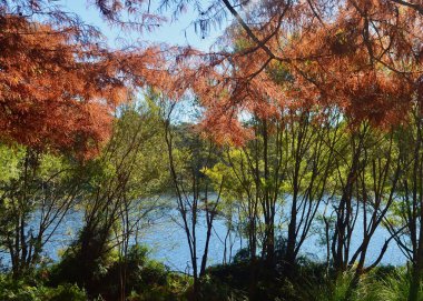 Avustralya 'nın Mavi Dağları' ndaki Wentworth Falls Gölü manzarası