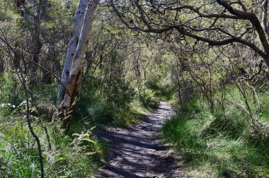 Avustralya 'nın Mavi Dağlarında yürüyen bir patika.