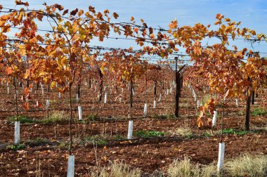 Bahar sıcağını beklerken soğuk aylarda neredeyse hareketsiz görünen üzüm bağları..