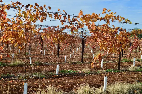 stock image Grape vines seen almost dormant in the cooler months as they wait for the spring warmth.