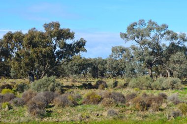 Avustralya, SW Yeni Güney Galler 'de Narrandera ve Hay arasında yol kenarındaki bir tarladaki ağaçlar.
