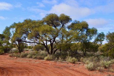 Güney Avustralya 'daki Port Augusta ve Coober Pedy arasındaki Stuart Otoyolu' nun kırmızı toprak bölümü boyunca uzanan ağaçlar.