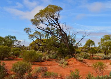 Güney Avustralya 'daki Port Augusta ve Coober Pedy arasındaki Stuart Otoyolu' nun kırmızı toprak bölümü boyunca uzanan ağaçlar.