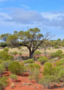 Güney Avustralya 'daki Port Augusta ve Coober Pedy arasındaki Stuart Otoyolu' nun kırmızı toprak bölümü boyunca uzanan ağaçlar.