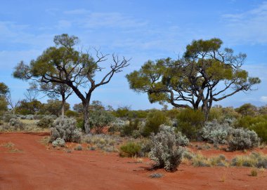 Güney Avustralya 'daki Port Augusta ve Coober Pedy arasındaki Stuart Otoyolu' nun kırmızı toprak bölümü boyunca uzanan ağaçlar.