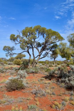 Güney Avustralya 'daki Port Augusta ve Coober Pedy arasındaki Stuart Otoyolu' nun kırmızı toprak bölümü boyunca uzanan ağaçlar.