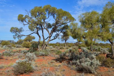 Güney Avustralya 'daki Port Augusta ve Coober Pedy arasındaki Stuart Otoyolu' nun kırmızı toprak bölümü boyunca uzanan ağaçlar.