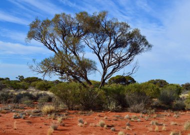 Güney Avustralya 'daki Port Augusta ve Coober Pedy arasındaki Stuart Otoyolu' nun kırmızı toprak bölümü boyunca uzanan ağaçlar.