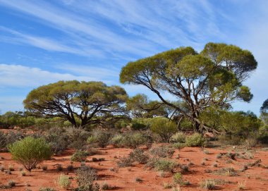 Güney Avustralya 'daki Port Augusta ve Coober Pedy arasındaki Stuart Otoyolu' nun kırmızı toprak bölümü boyunca uzanan ağaçlar.