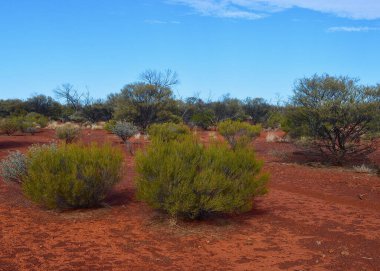 Orta Avustralya 'nın renkleri Kuzey Toprakları' ndaki Yulara yakınlarında sergilenmektedir.