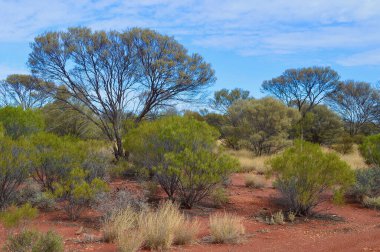 Orta Avustralya 'daki kızıl çölün güzelliği.