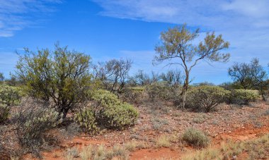 Orta Avustralya 'daki kızıl çölün güzelliği.