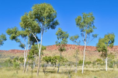 Batı Macdonnell 'de manzaralı bir manzara Alice Springs, Avustralya yakınlarında..