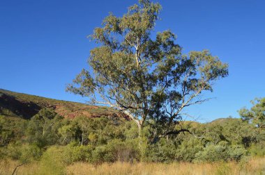 A walking trail by the Ormiston Gorge in the Northern Territory of Australia clipart