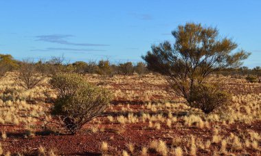 Orta Avustralya 'daki Cadney Park' taki boyalı çöl manzarası.