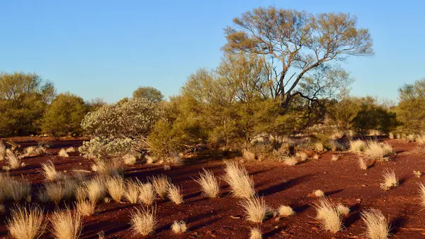 stock image A view of the painted desert at Cadney Park in central Australia