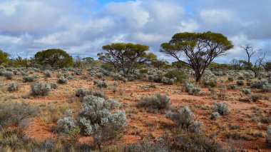 Orta Avustralya 'da güzel kurak bir manzara.