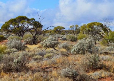 Orta Avustralya 'da güzel kurak bir manzara.