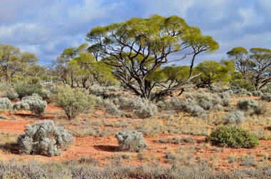 Orta Avustralya 'da güzel kurak bir manzara.