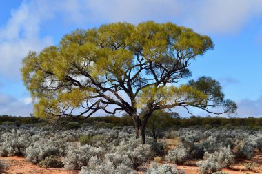Orta Avustralya 'da güzel kurak bir manzara.