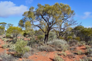 Orta Avustralya 'da güzel bir vahşi doğa manzarası