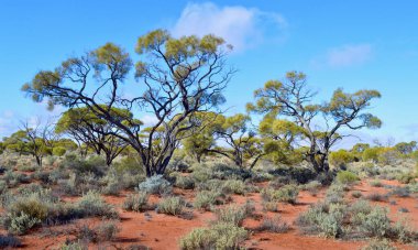 Orta Avustralya 'da güzel bir vahşi doğa manzarası