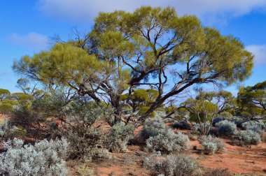 Orta Avustralya 'da güzel bir vahşi doğa manzarası