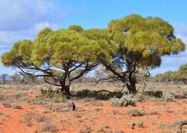 Orta Avustralya 'da güzel bir vahşi doğa manzarası