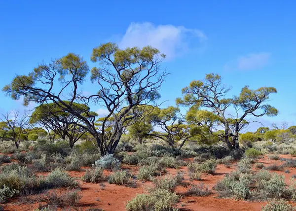 Stock image A view of a beautiful wilderness landscape in Central Australia