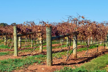 Avustralya 'nın Yeni Güney Galler bölgesindeki Riverina bölgesinde kış aylarında asma manzarası.