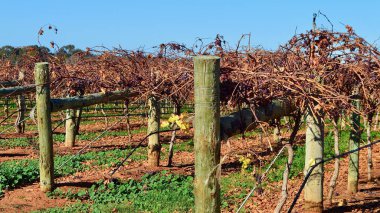 Avustralya 'nın Yeni Güney Galler bölgesindeki Riverina bölgesinde kış aylarında asma manzarası.