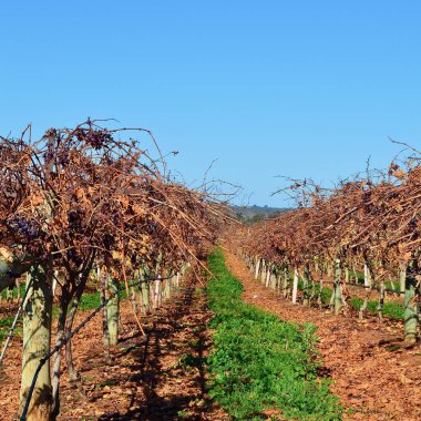 Avustralya 'nın Yeni Güney Galler bölgesindeki Riverina bölgesinde kış aylarında asma manzarası.