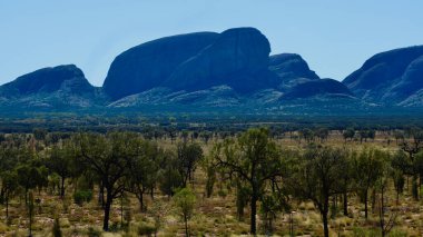 Arka planda Olgas (Kata Tjuta) ile çöl bitkisinin güzel bir manzarası vardır..