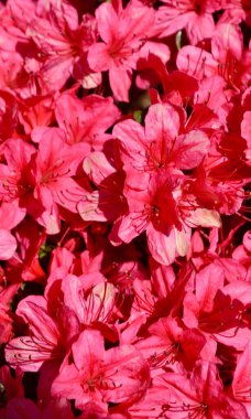 Red azaleas in a sunny garden at spring time. clipart