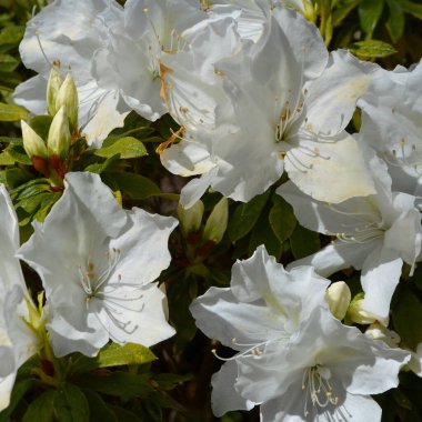 Bahar güneşinde beyaz açelyaların yakın çekimi..