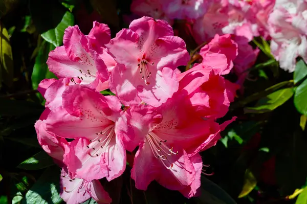 İlkbahar bahçesinde rhododendron çiçekleri