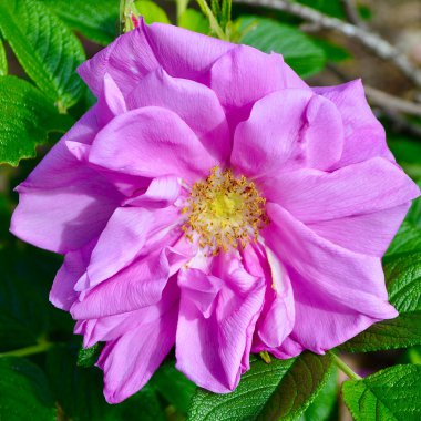 Pembe eski dünya bahçede yükseldi. yakın - yakın görünüm