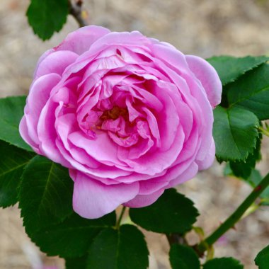 A beautiful bourbon rose in the garden at spring time. clipart