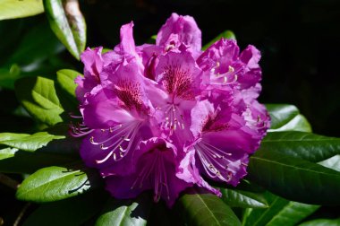 Bahçede Rhododendron çiçeği