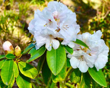 güzel beyaz çicekler rhododendronların