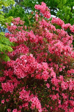 Bahçedeki güzel çiçekler