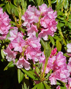 Bahçedeki açelyanın güzel çiçekleri