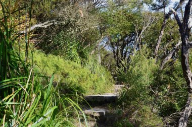 Avustralya 'nın Mavi Dağlarında yürüyen bir patika..