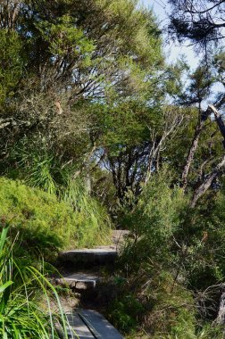 Avustralya 'nın Mavi Dağlarında yürüyen bir patika..