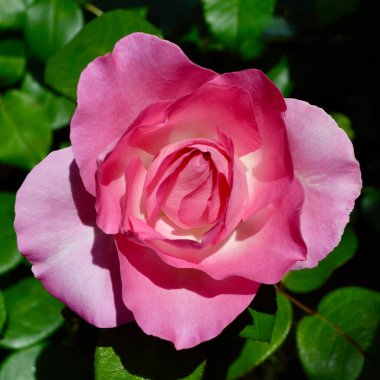 Pembe güller kapanıyor