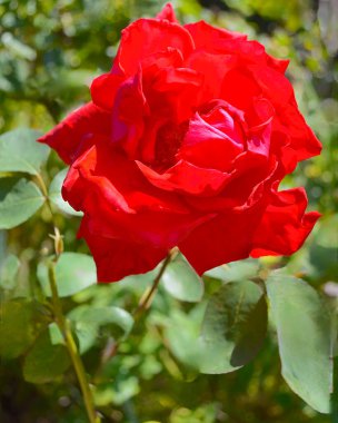 red rose flower in the garden clipart