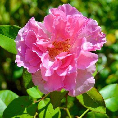 Bahçedeki pembe gül