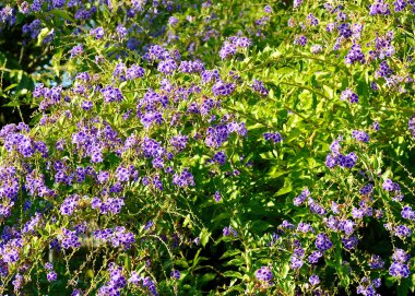 Bahçede mor çiçekler