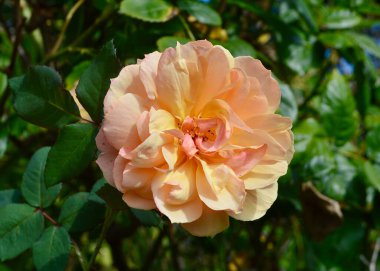 Hollanda 'nın bahçesinde güneşli bir günde gül çiçeği